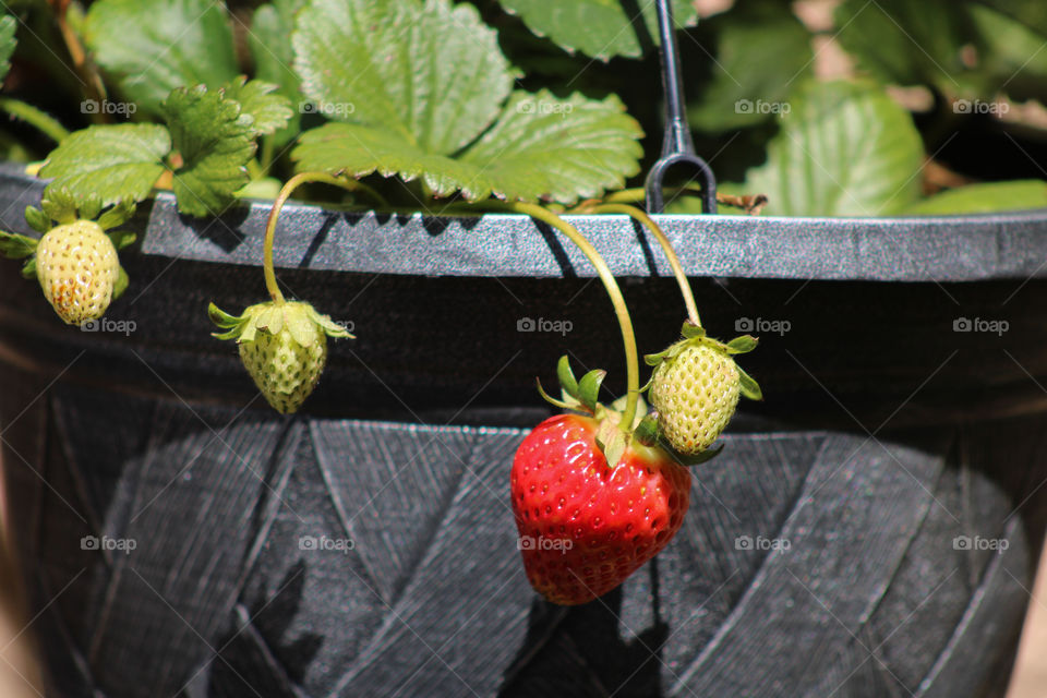 Strawberries starting to show up in the spring 