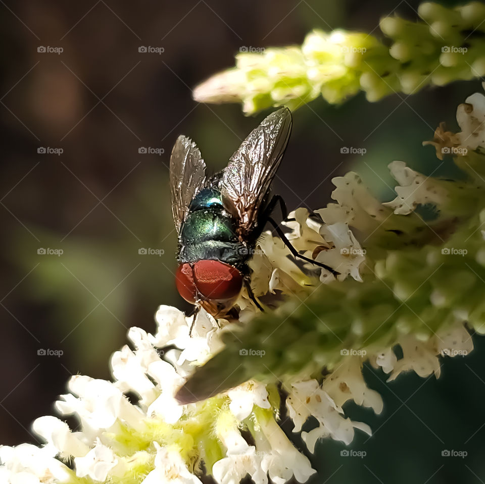 acro of a colorful fly feeding on white sweet almond verbena flower nectar