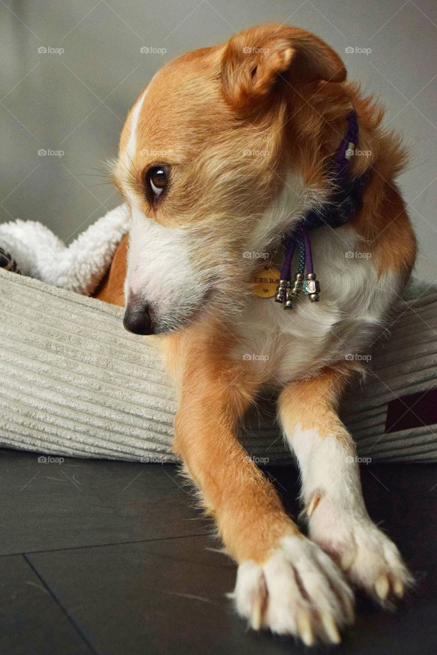 funny portrait from a young brown and white dog in her dog bed posing in a crazy way