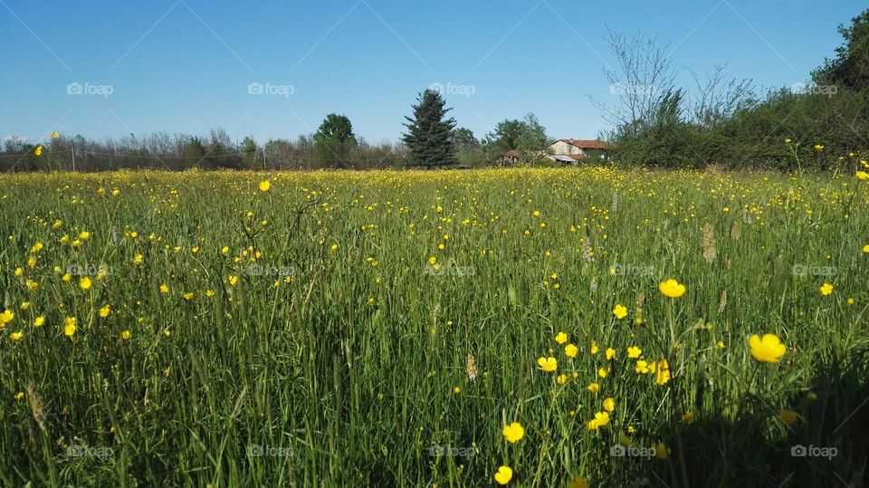 Field of flower