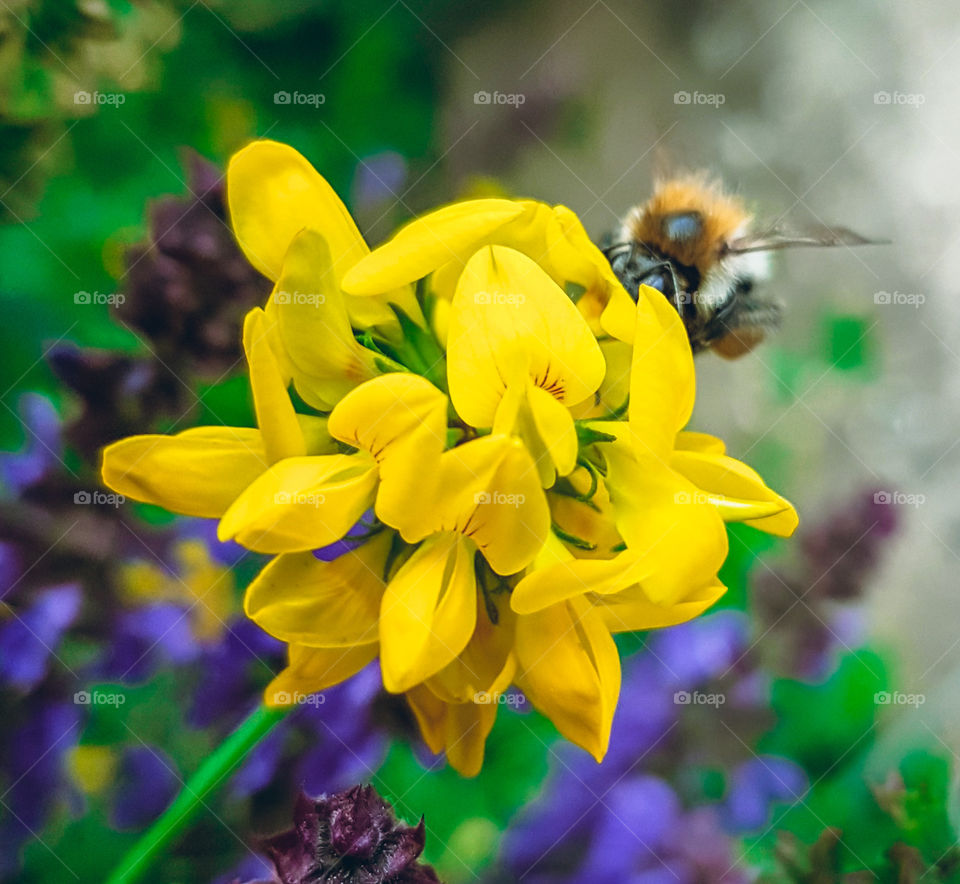 yellow flower with bee