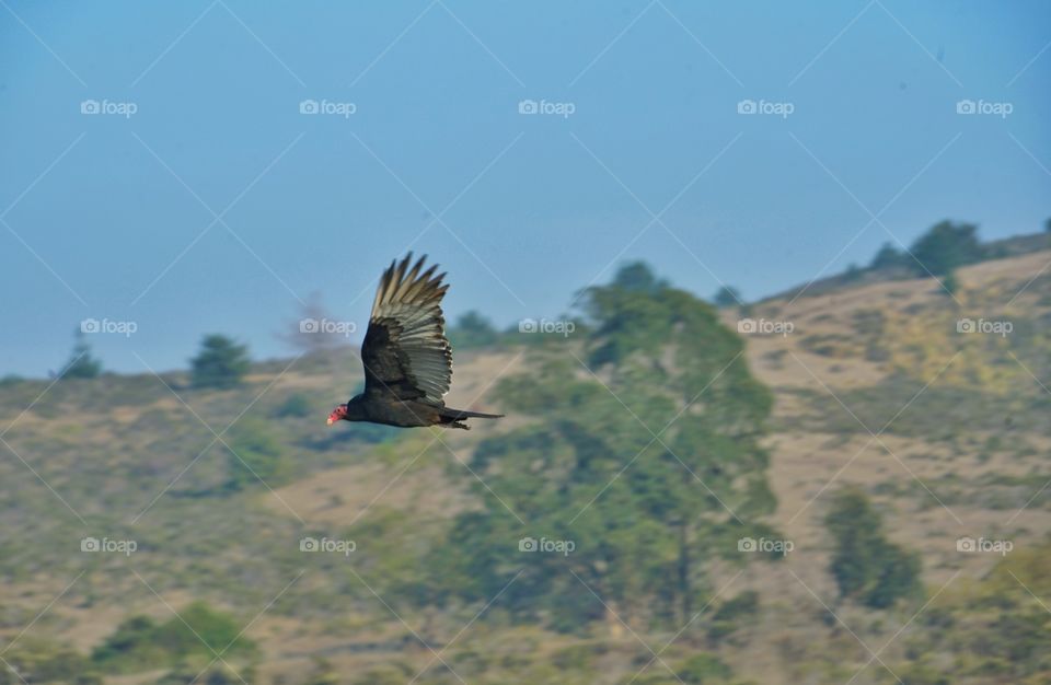Turkey Vulture Soaring In California 