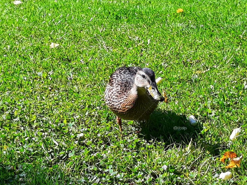 Wild duck on the green grass