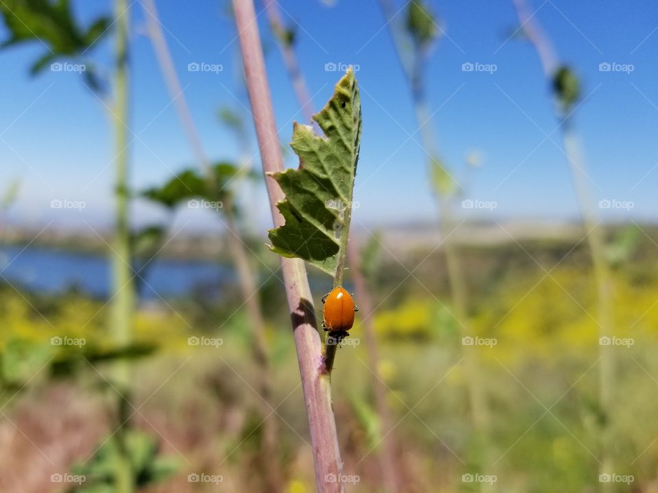 spotless ladybug