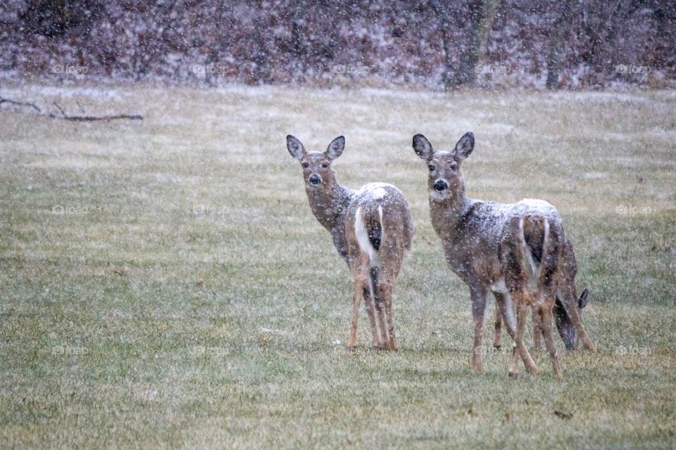 Deers on a snowy day 