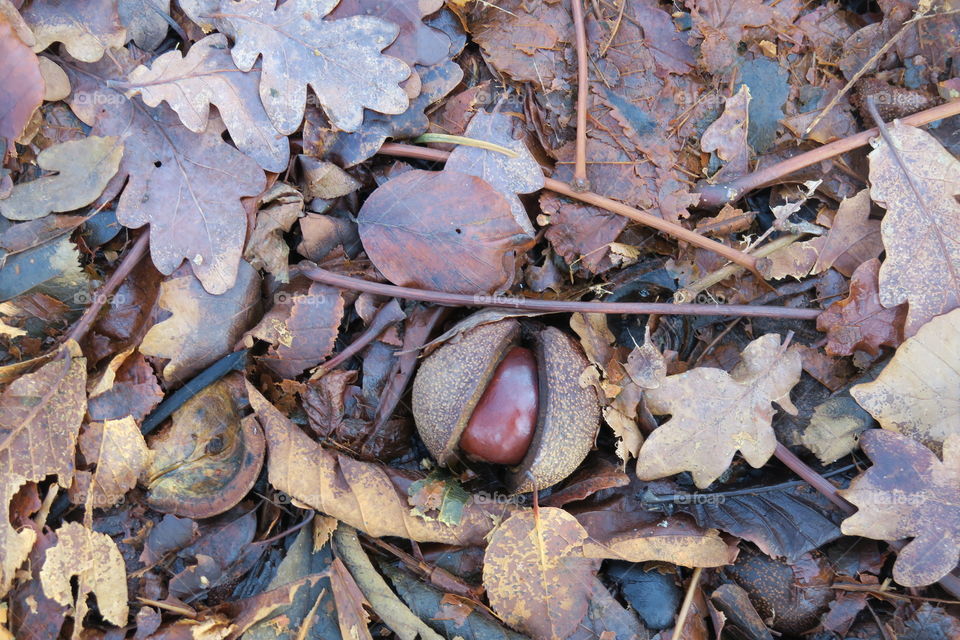 Chestnut