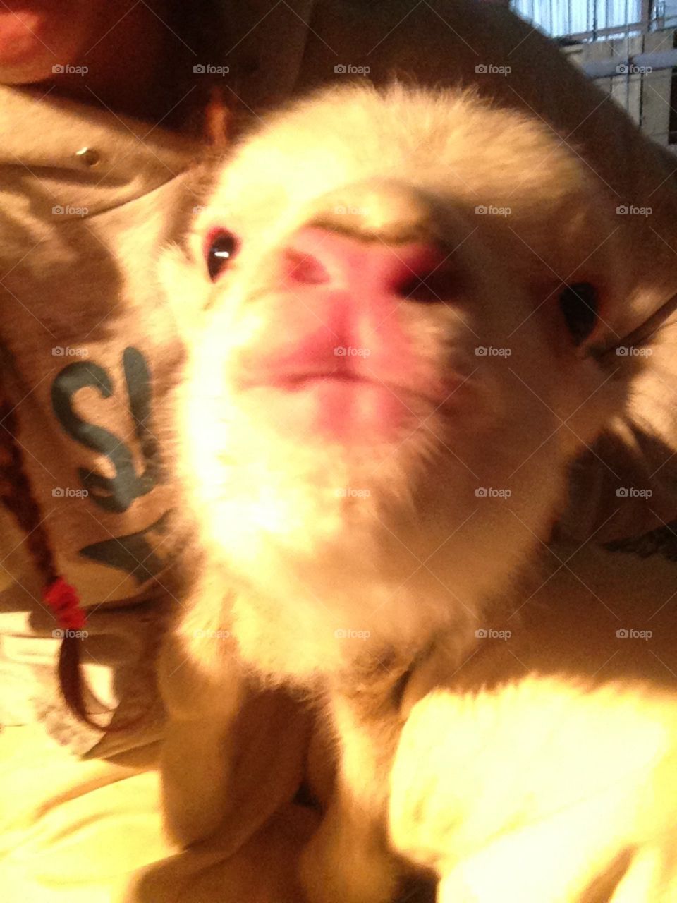 Lamb Season. Volunteering on a sustainable sheep farm in Wyoming