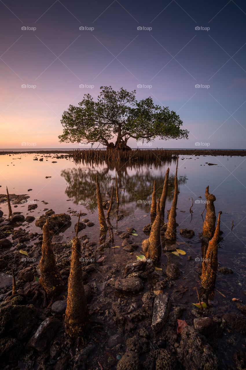 A single mangrove tree surrounding by another trunks