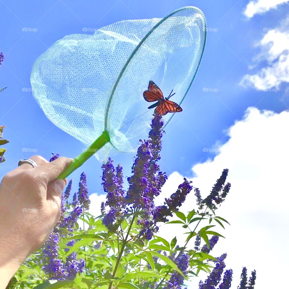 Catching Butterflies 🦋