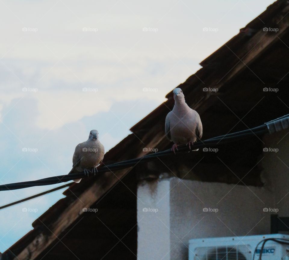 Pigeons, birds on a wire looking straight to camera
