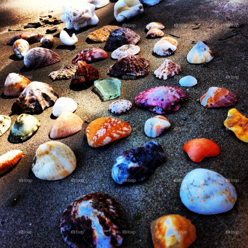 Seashells on the seashore