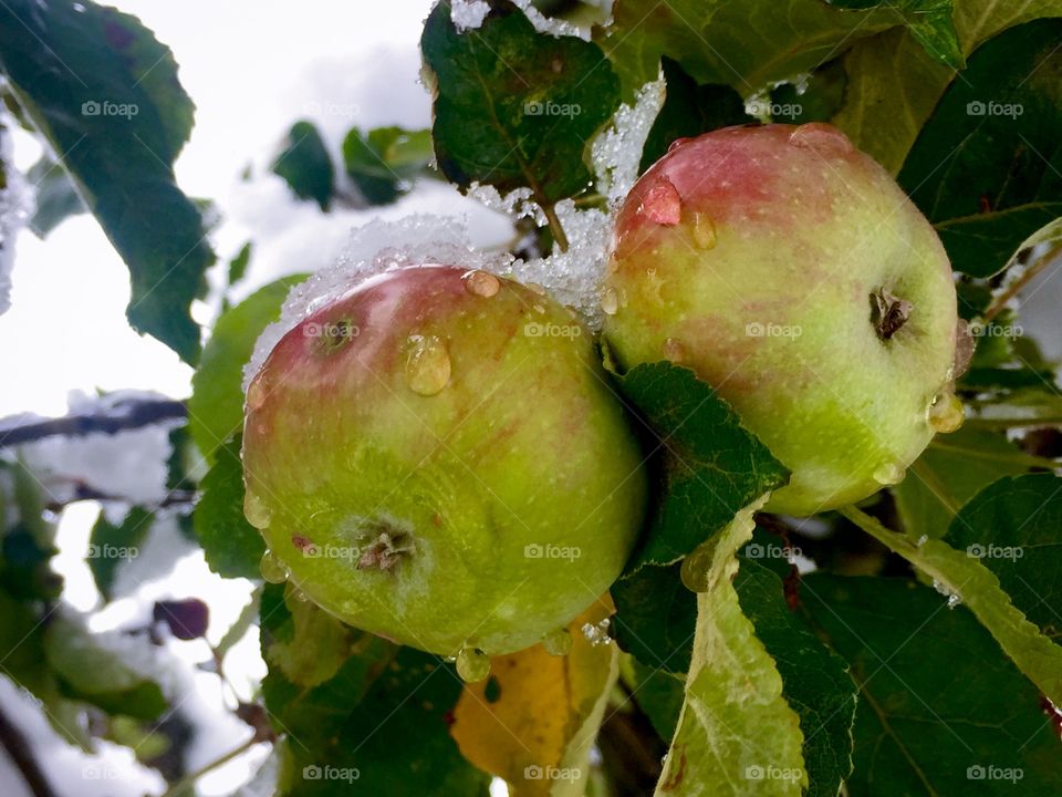Frozen apple