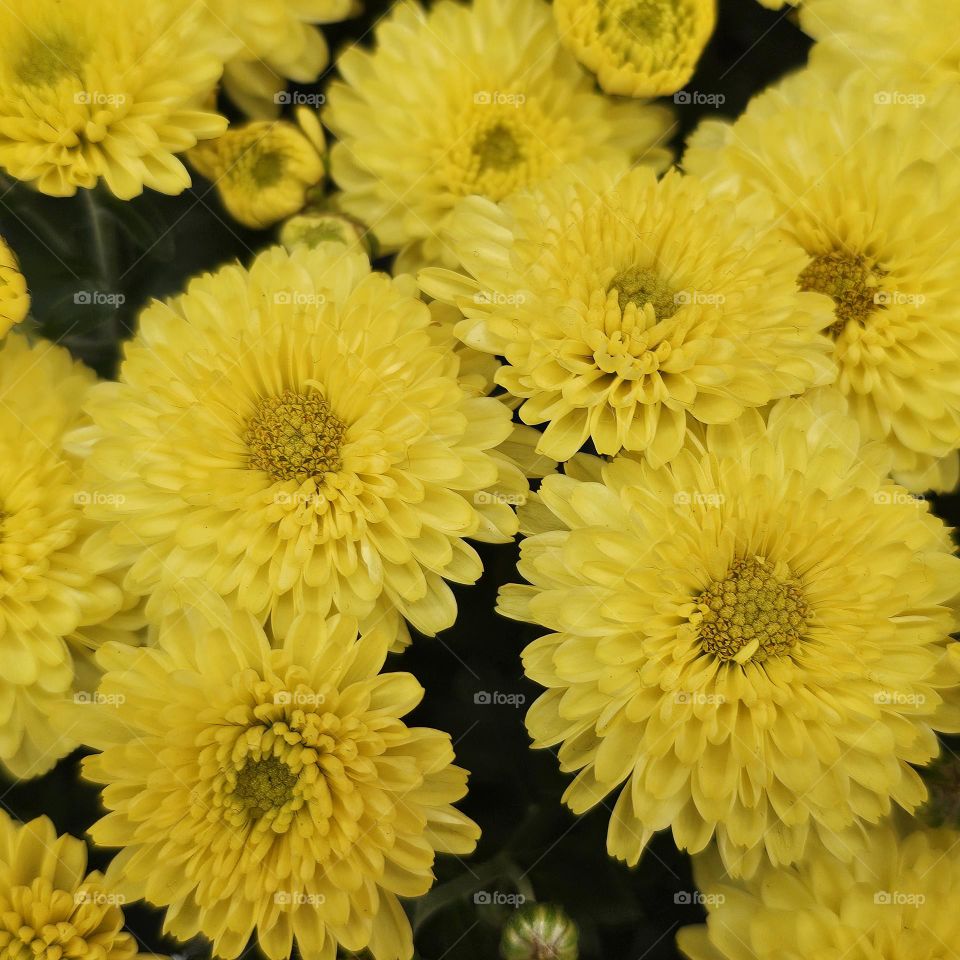 The Magic of Autumn Chrysanthemums