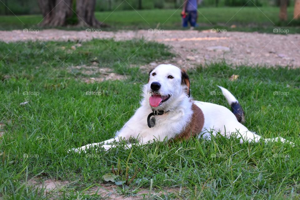 Beautiful happy mixed breed dog enjoying summer evening in nature 