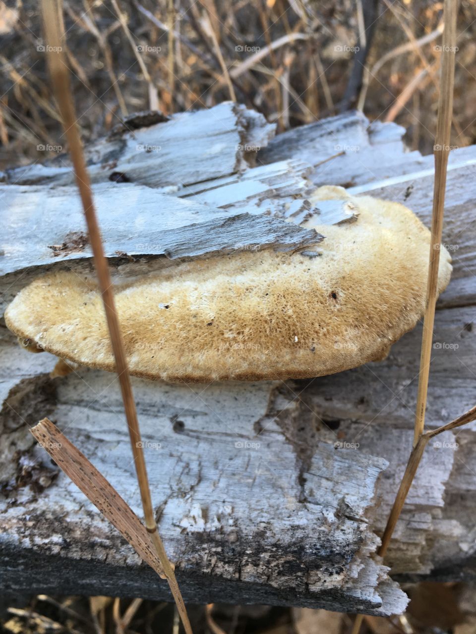 Furry mushroom 