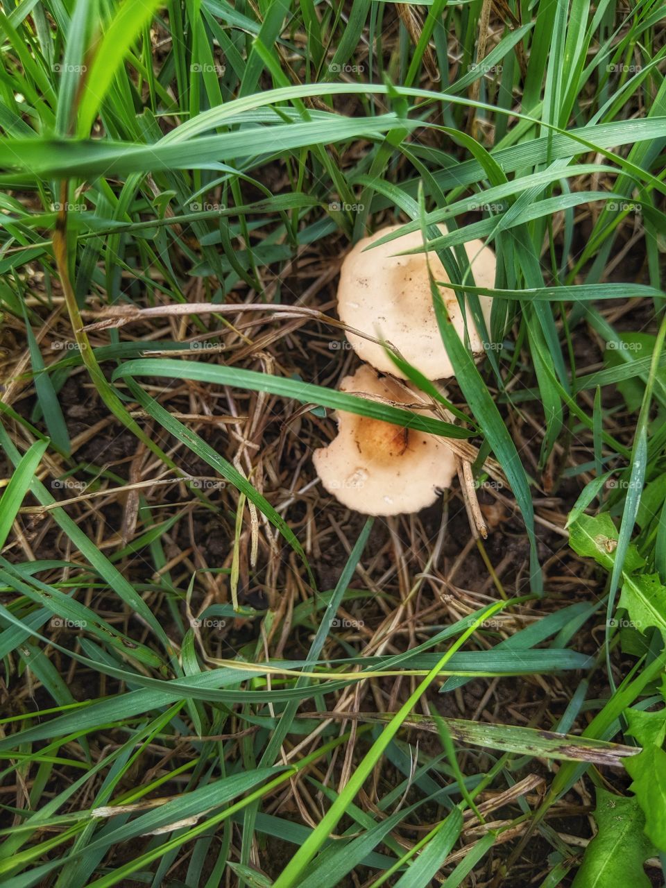 mushrooms in the backyard.