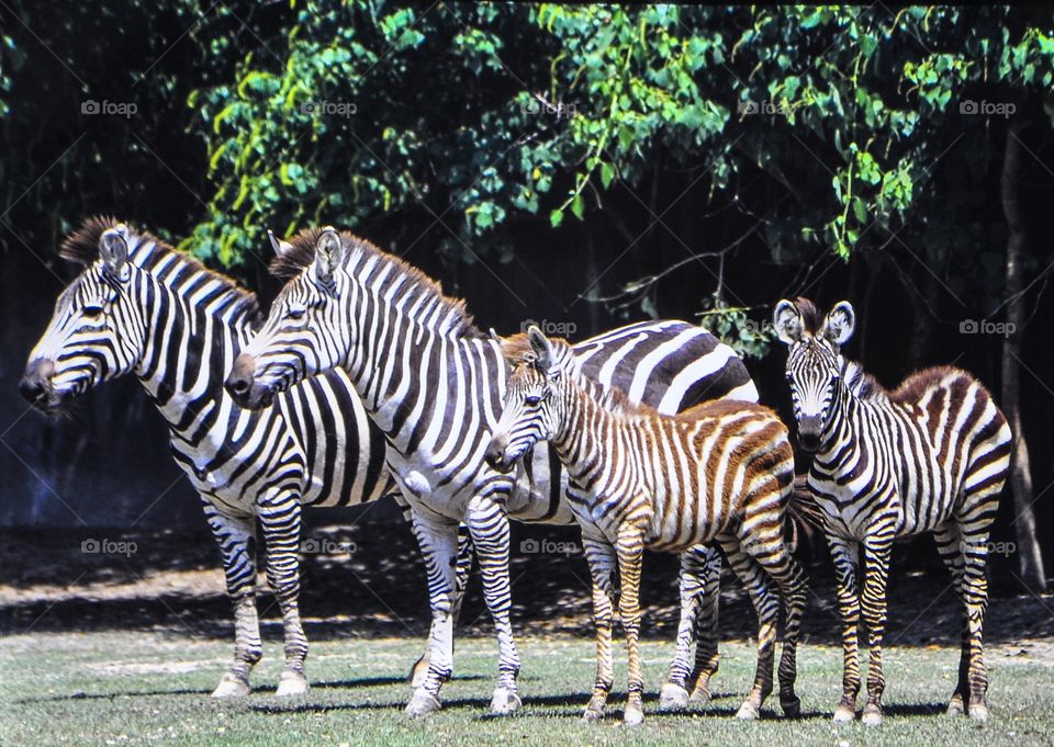 Zebra, Wildlife, Safari, Mammal, Equid