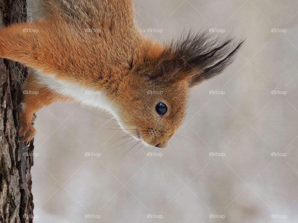 Squirrel