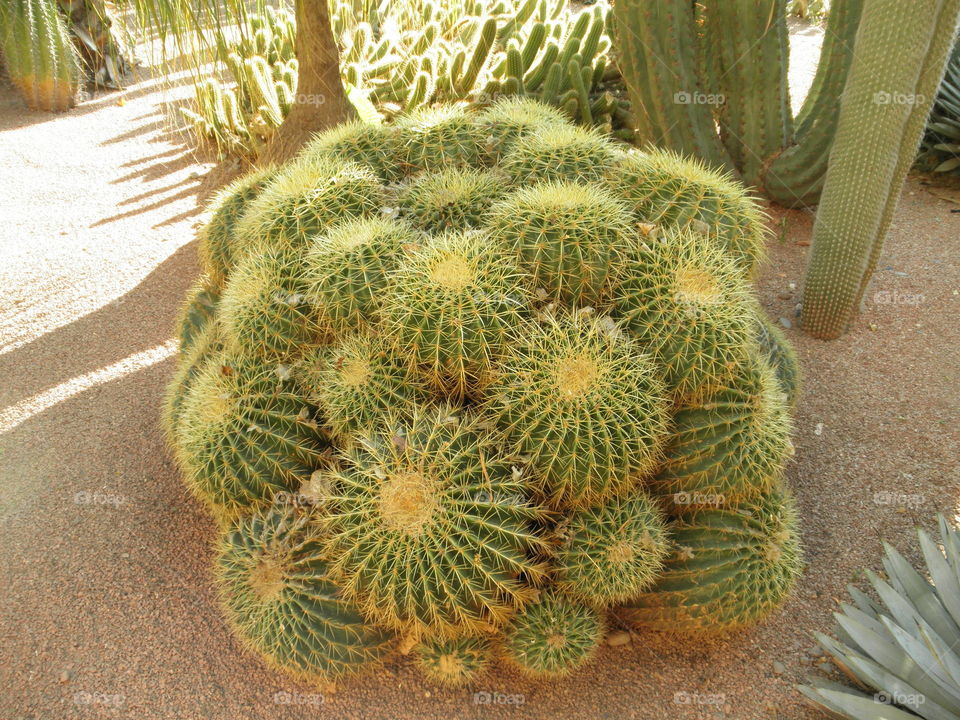 exotic cactus