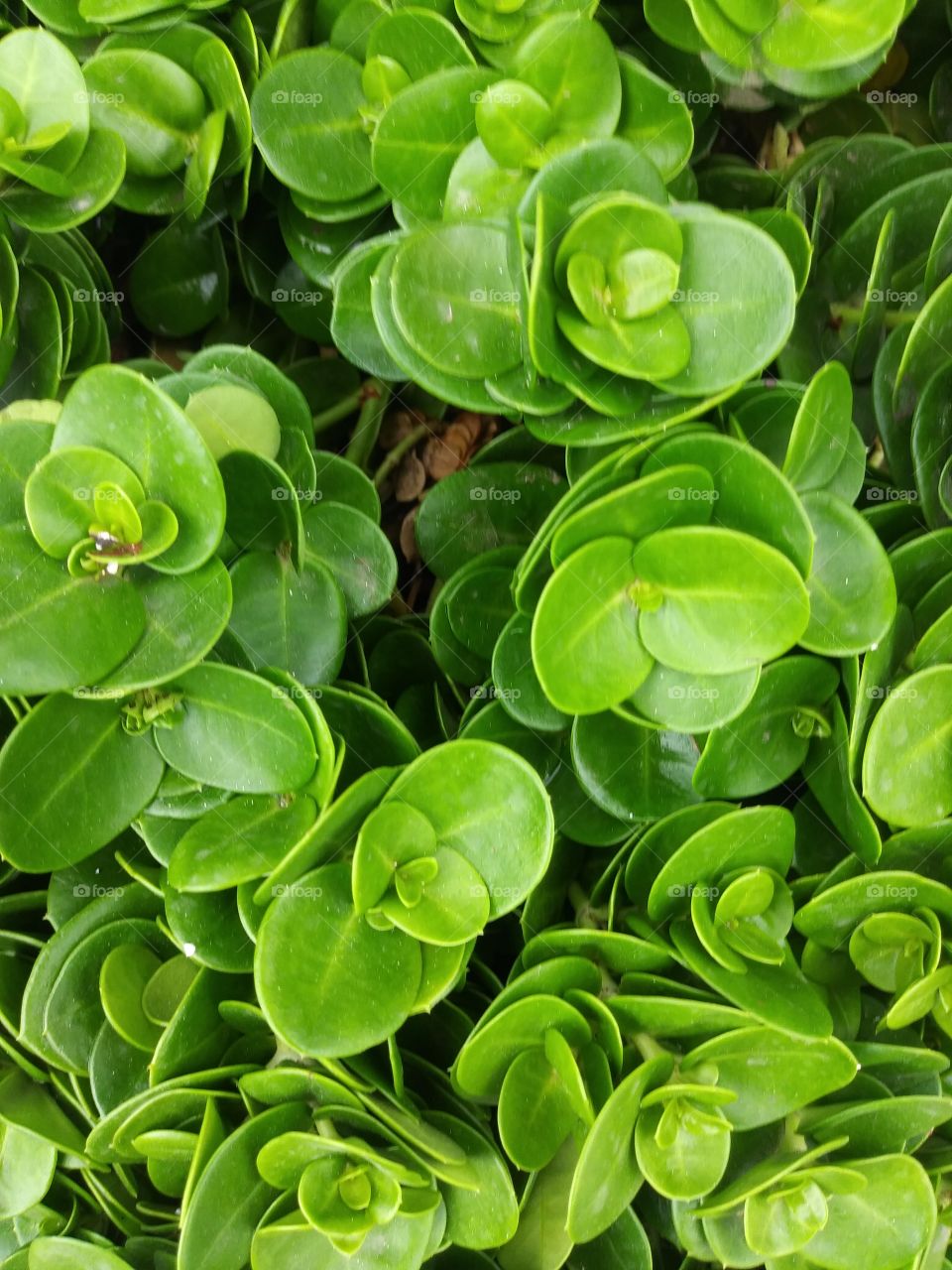 vibrant green leaves