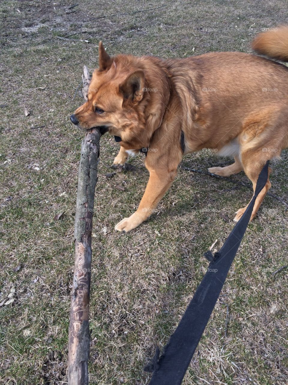 This is my big stick, I am going to take it home now! Of course my dog didn’t get further than 3 feet with it, was too heavy and he didn’t know how to balance it! 