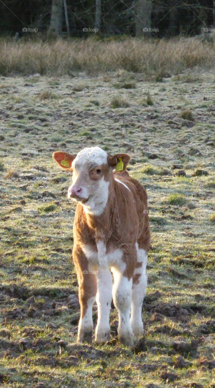 little calf. little calf 