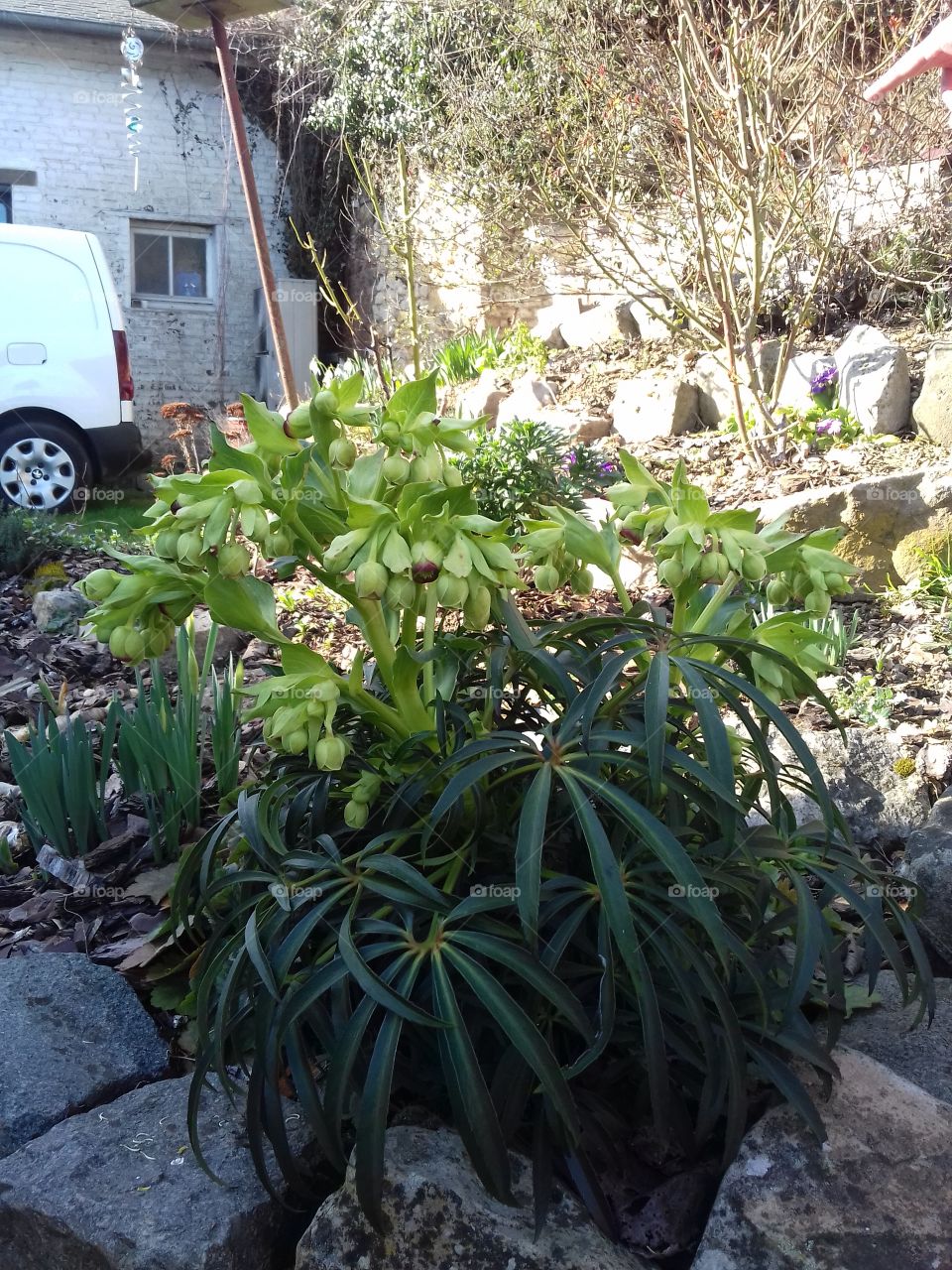 elebore plants good for the backyard