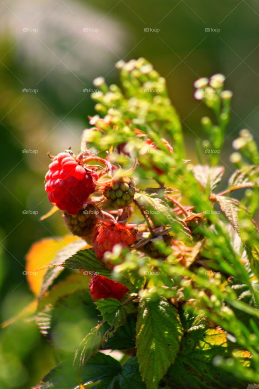 Beautiful Plants