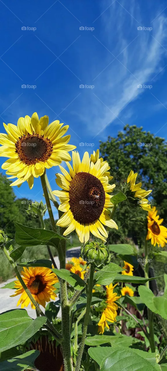 sunflowers in the summer
