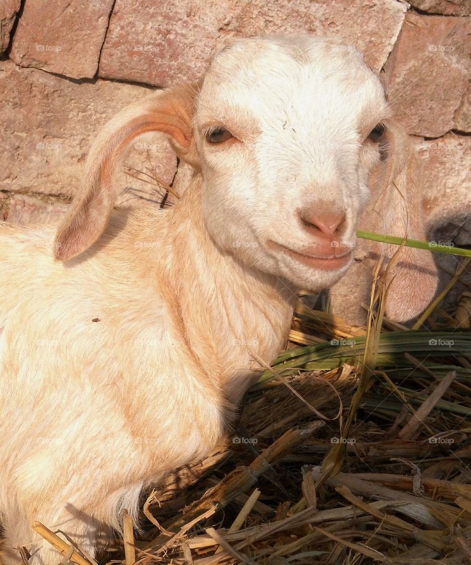 goat smiling bye seeing camera just l