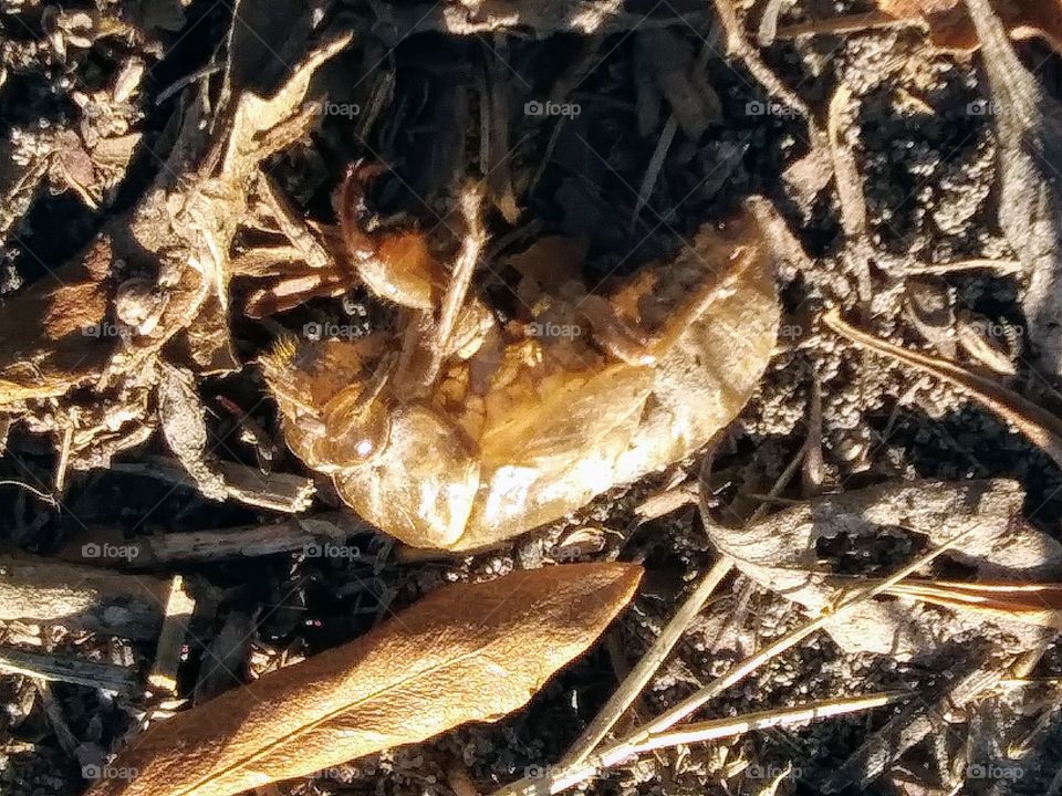 exuviae of annual cicada