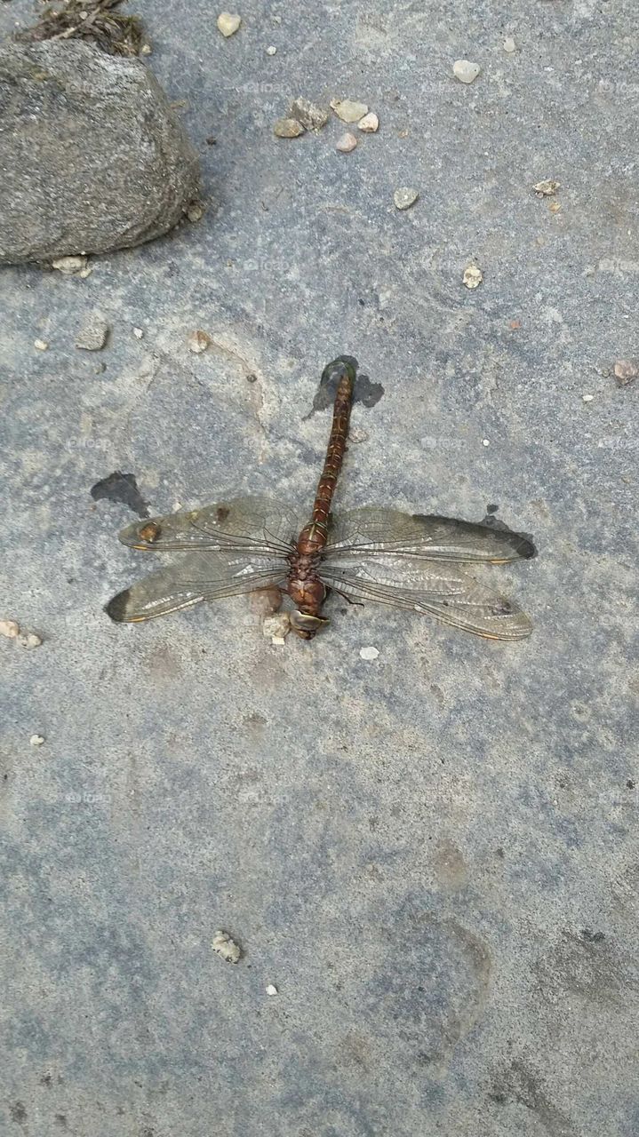 grandma dragonfly