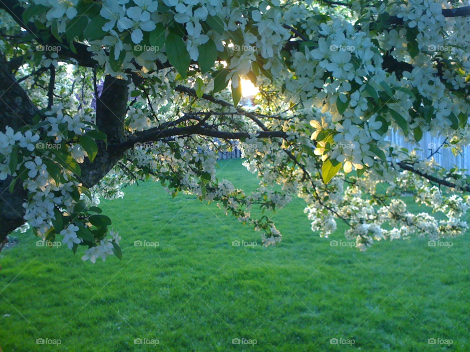 spring nature flower grass by grindley78