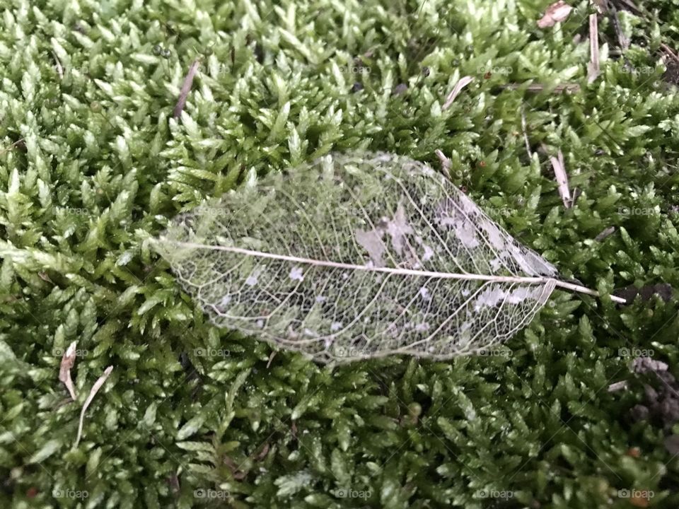Transparent leaf 