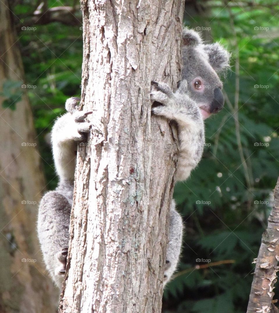 kola bear peaking out