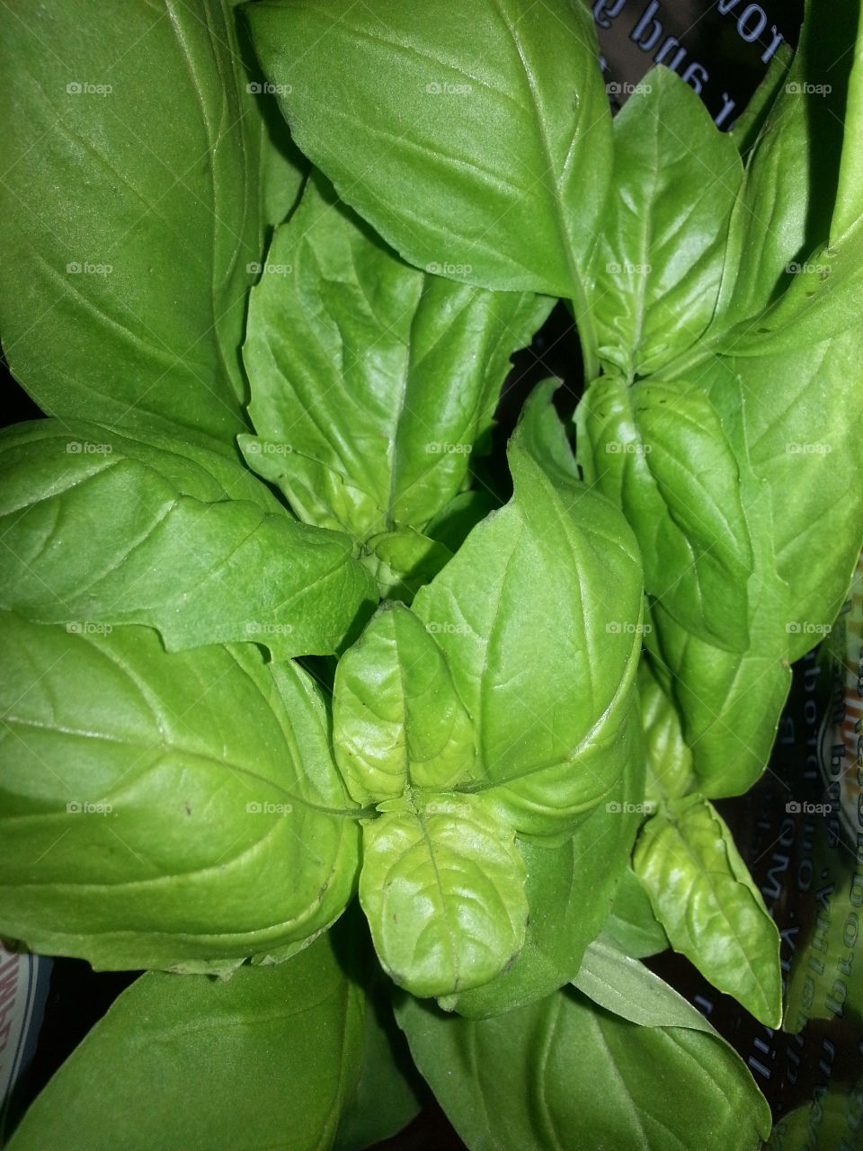 Fresh Basil