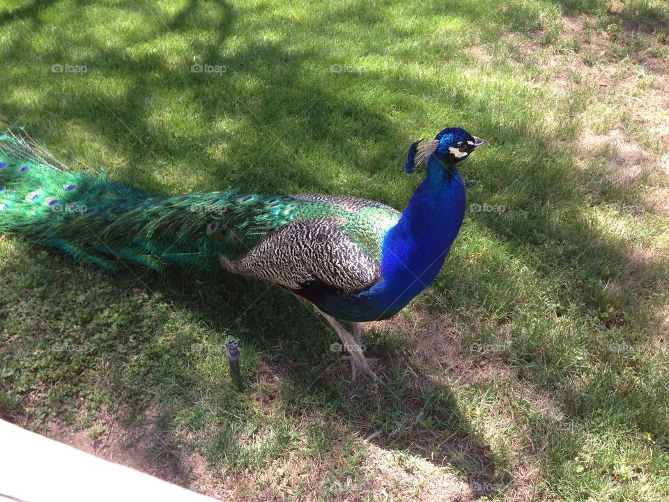 Peacock . Wild and free