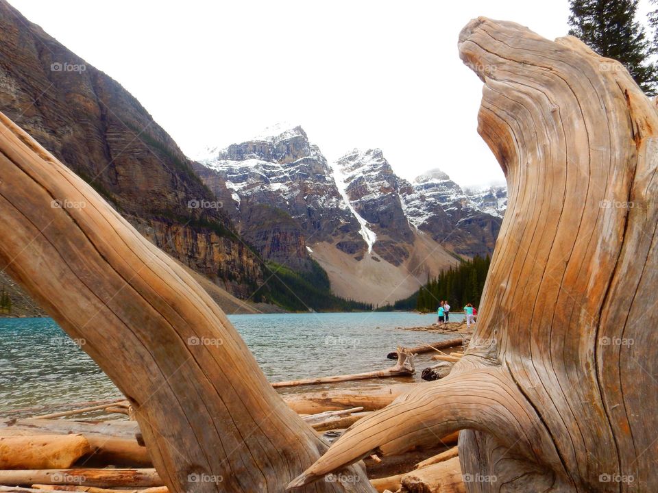 Drift wood at the Moraine lake in Banff national park