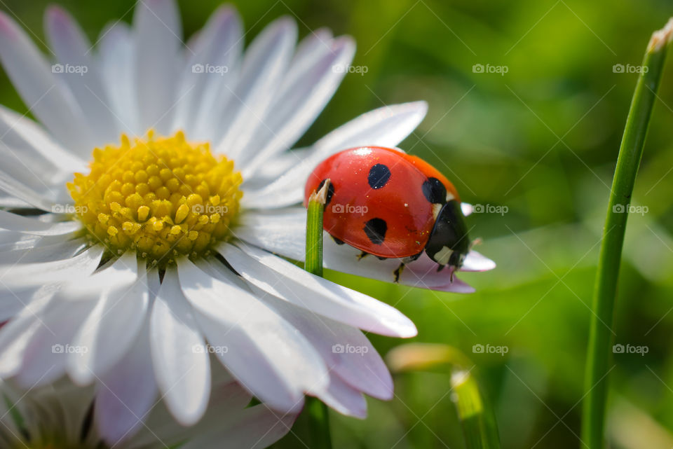 Ladybug on a flower