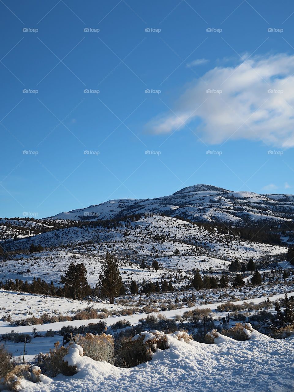 Fresh snow covers the hills and juniper trees with bright blue skies on a winter day in Central Oregon.                         