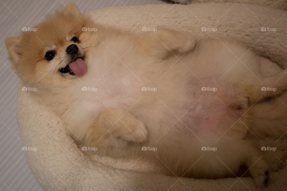 Dog on pet bed