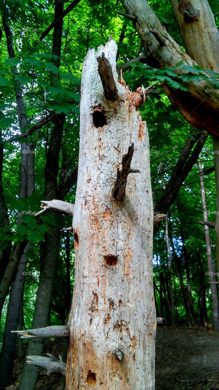 Tree with welcoming pose