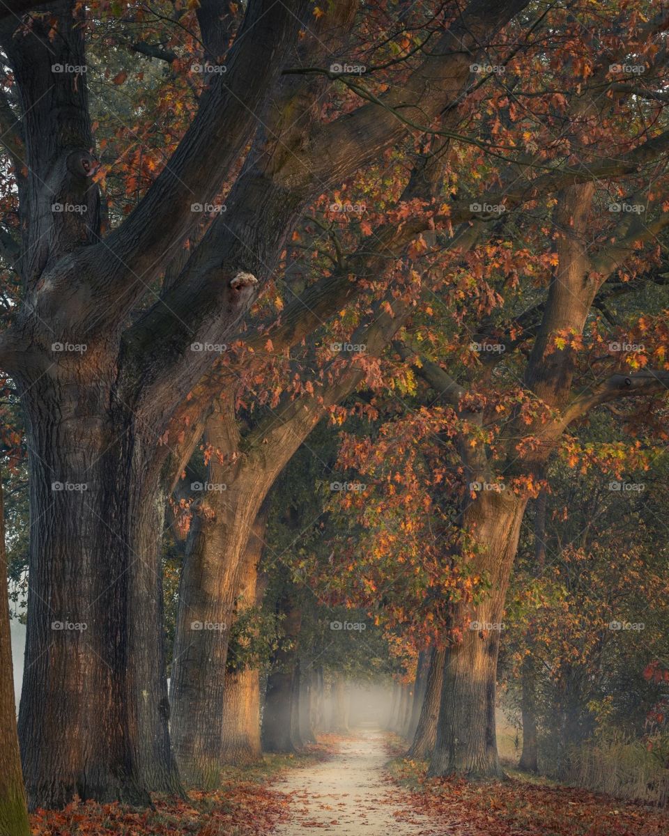 Painterly autumn in full swing, Goirle, the Netherlands