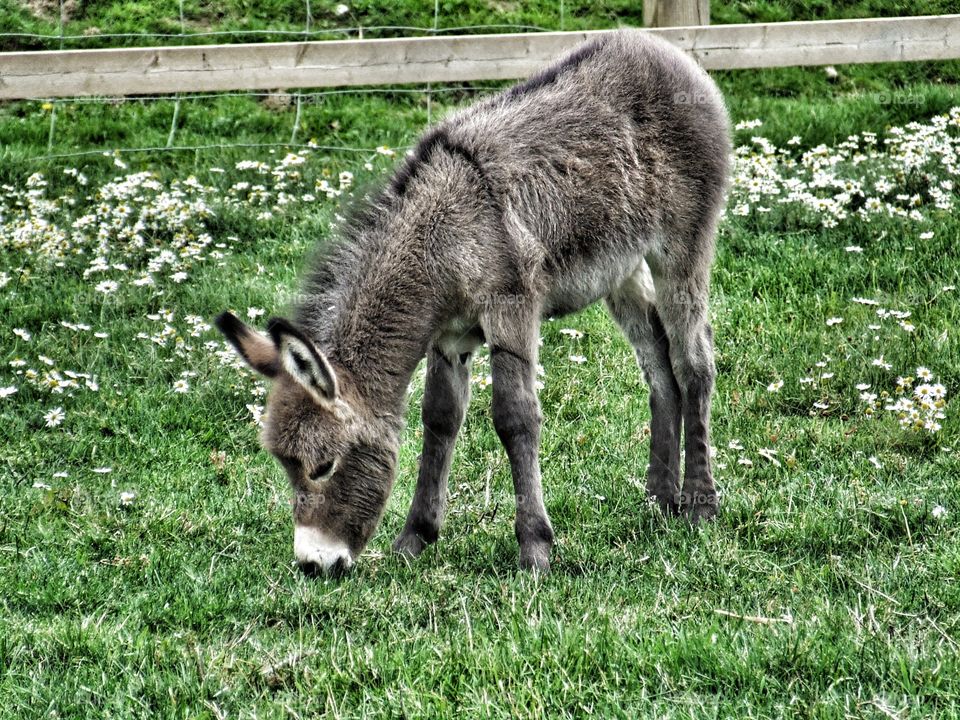 Donkey grazing