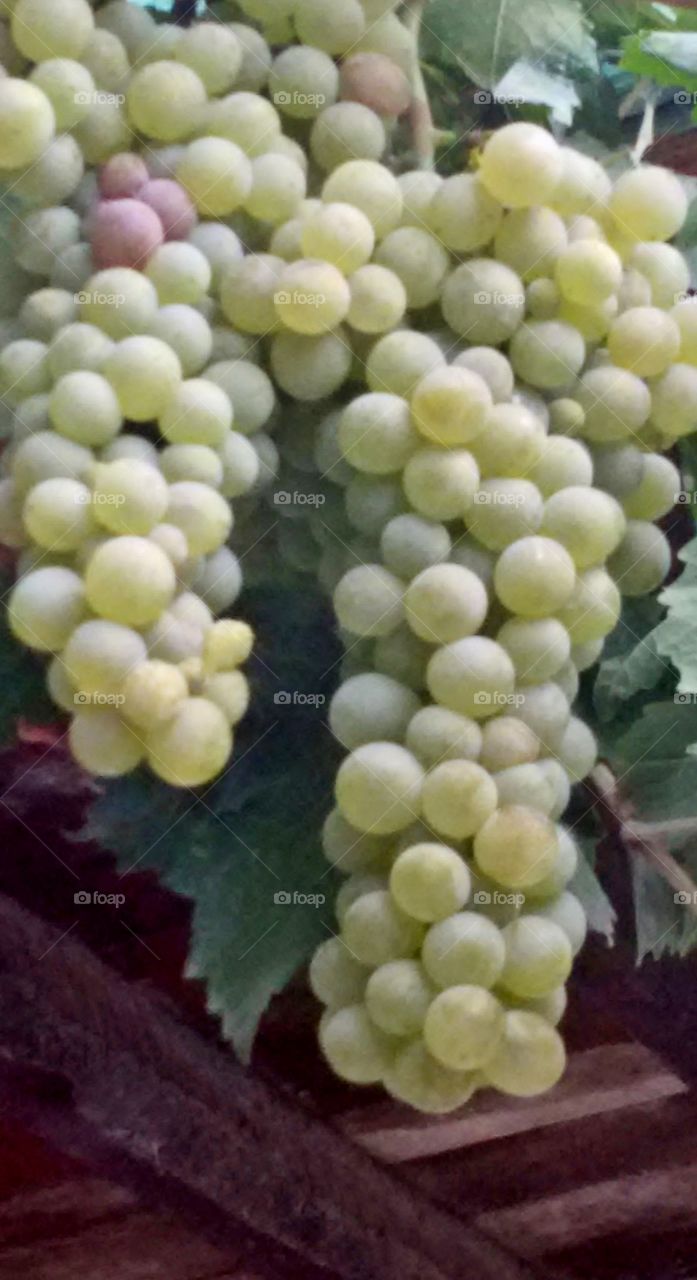 Grapes vine