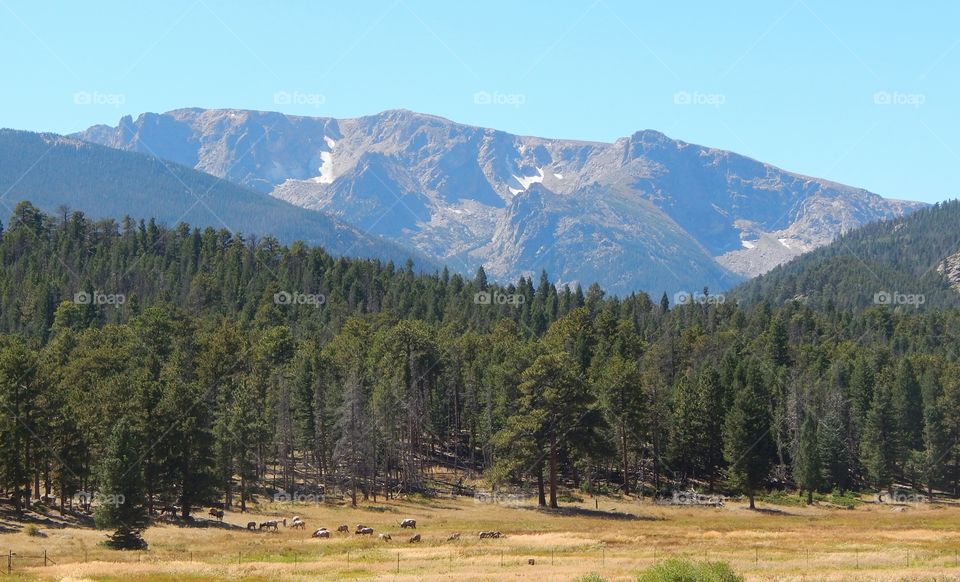 Rocky Mountain National Park - overlooking elk herd