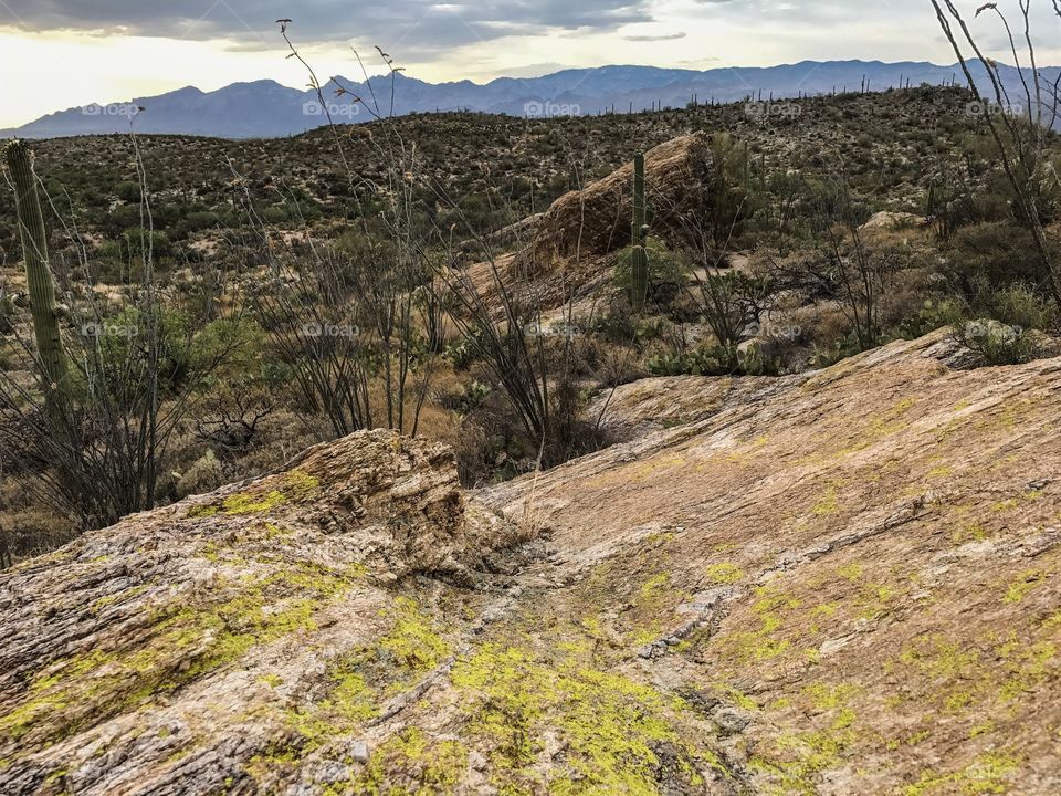 Desert Landscape 