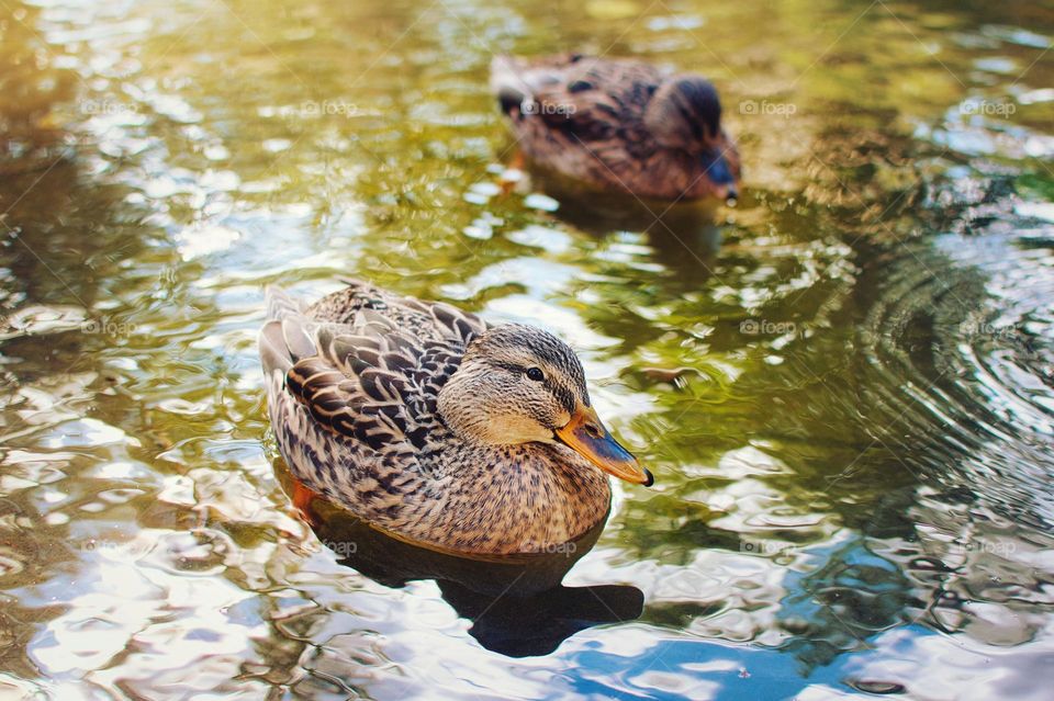 Ducks in the lake