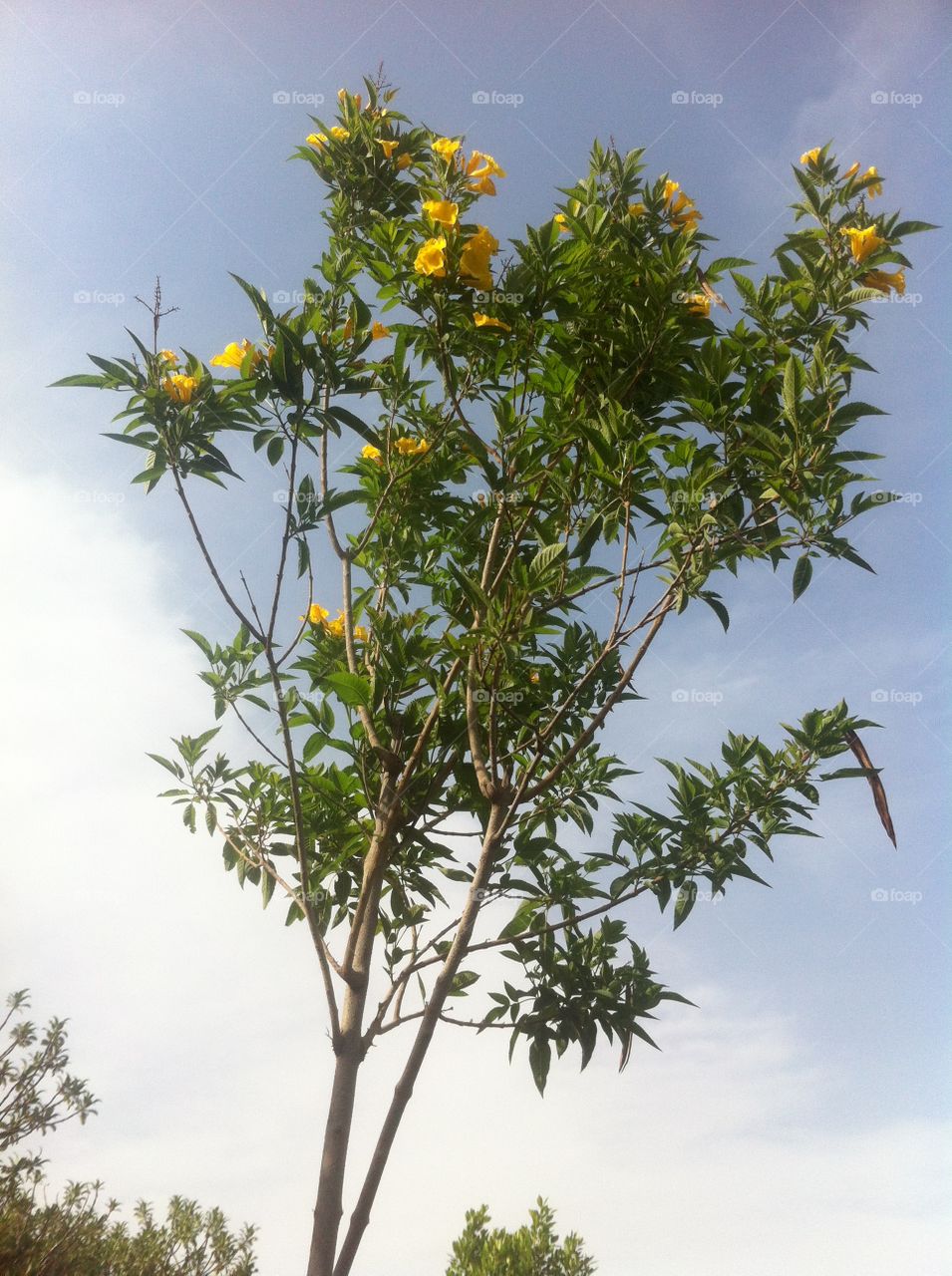 Yellow Flower Tree