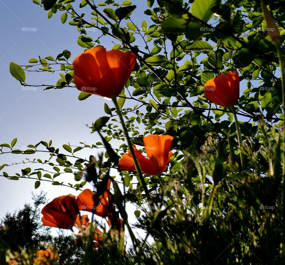 April Poppy. California poppies 